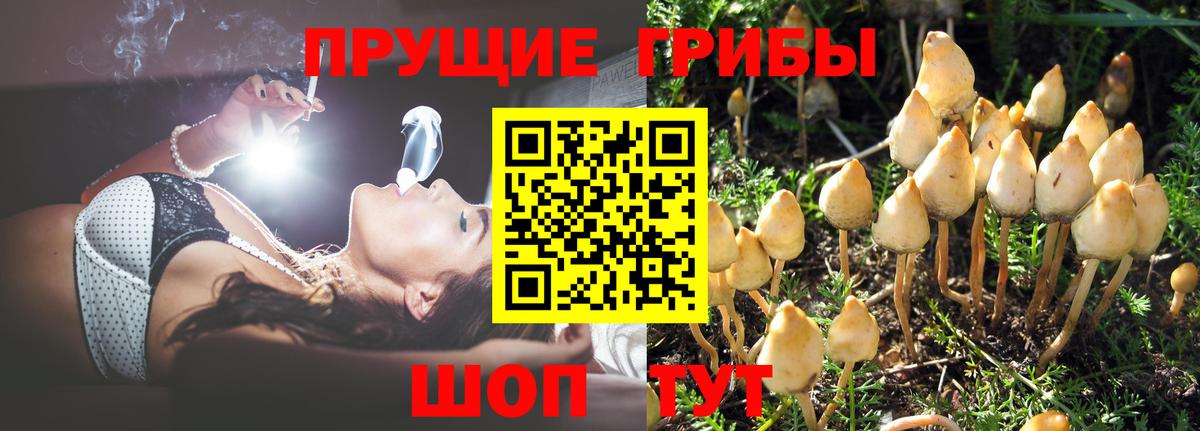 Галлюциногенные грибы Cubensis Северодвинск