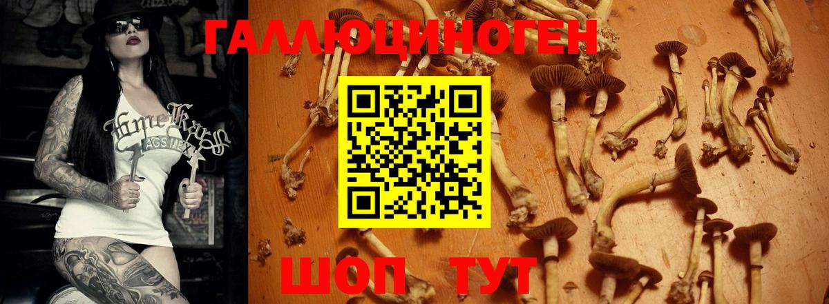 Псилоцибиновые грибы Psilocybe  Вход с VPN  Северодвинск 